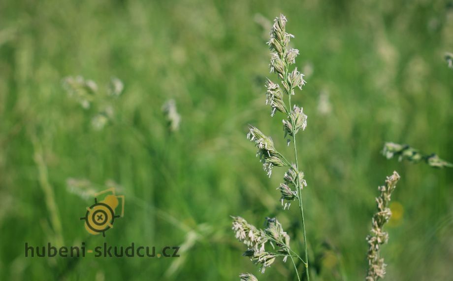 plevel jak se zbavit lipnice v trávníku